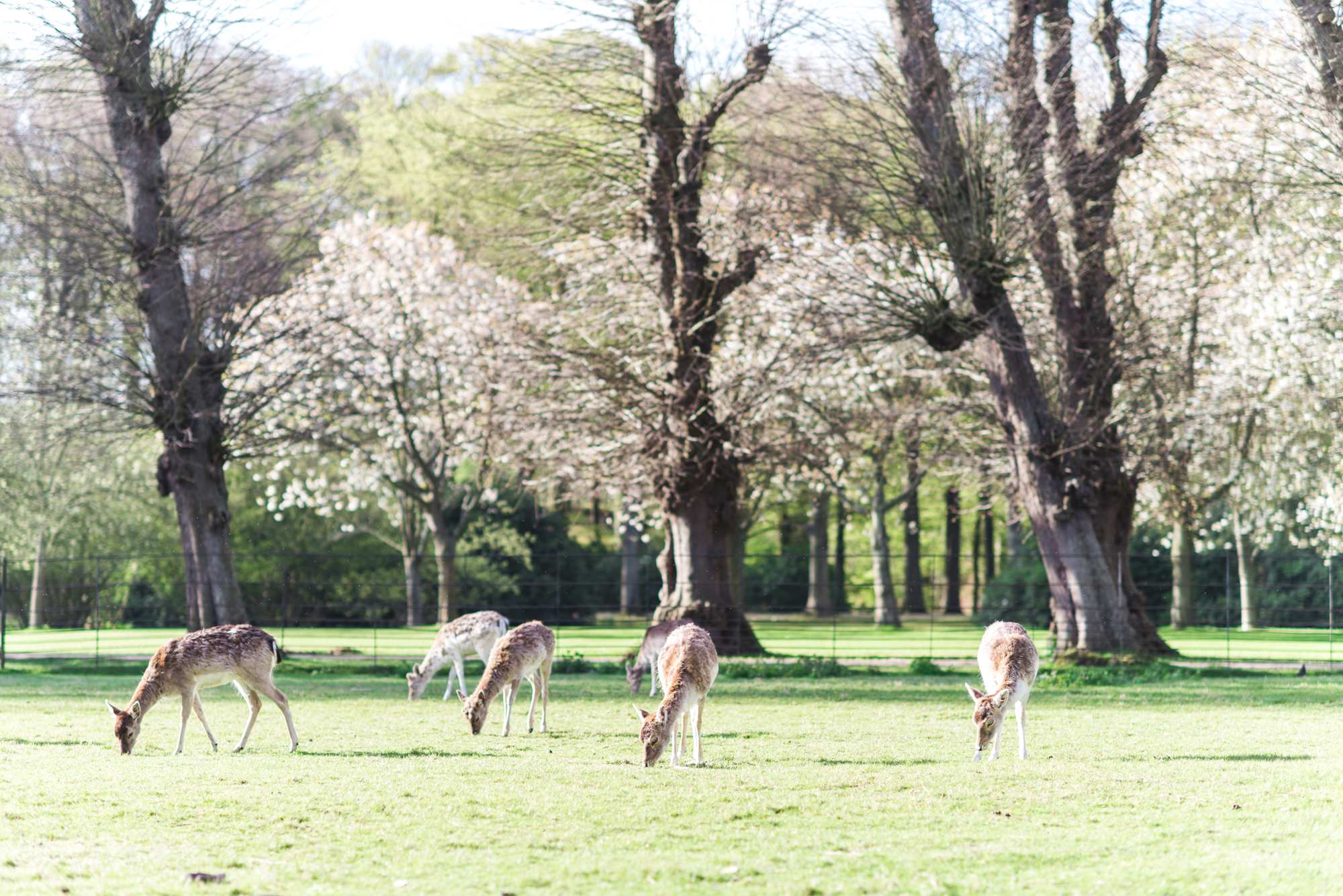 Bruidsfotografie Orangerie Elswout