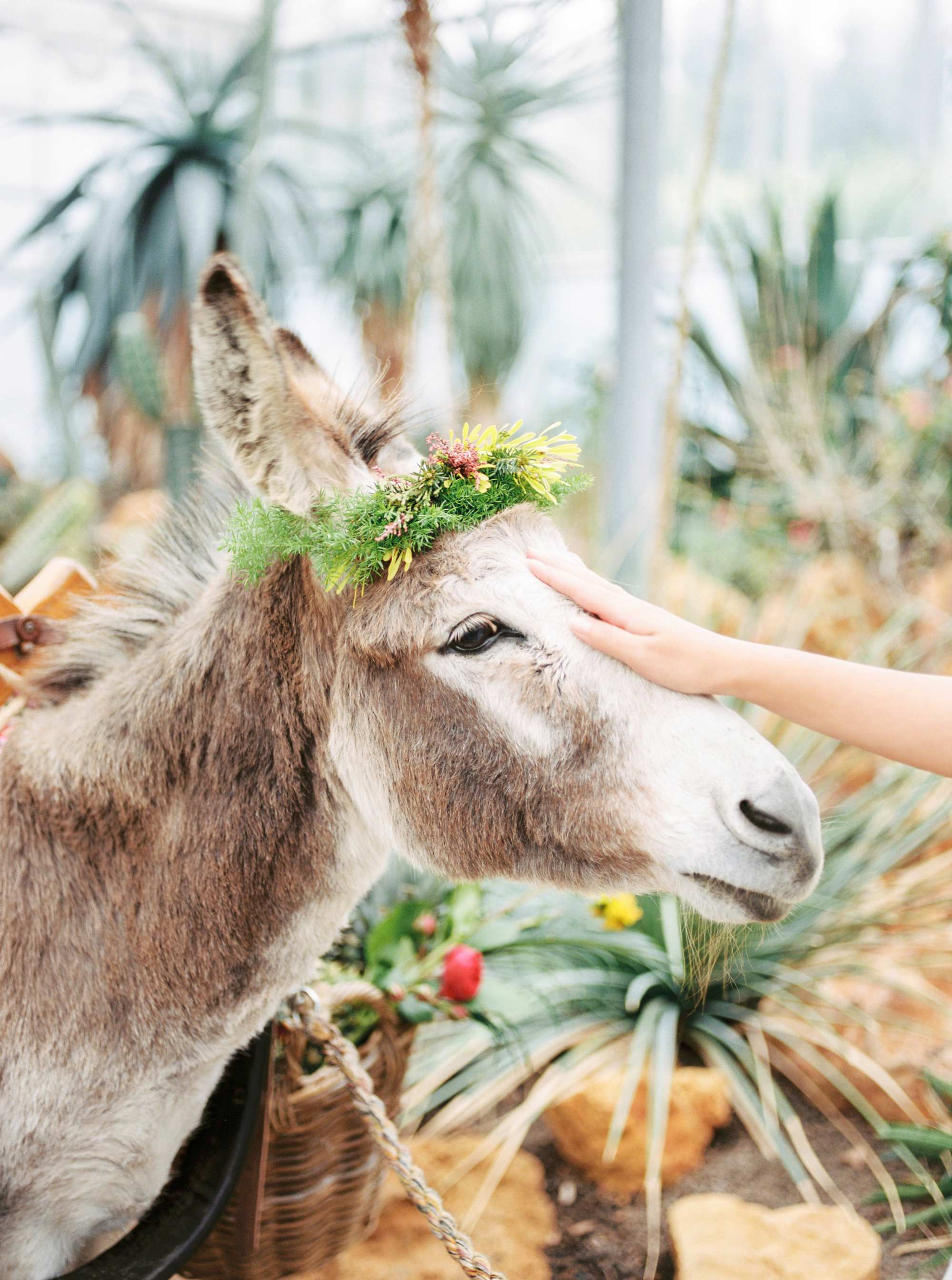 Fine art film photography the Netherlands - Mexico - Wedding donkey