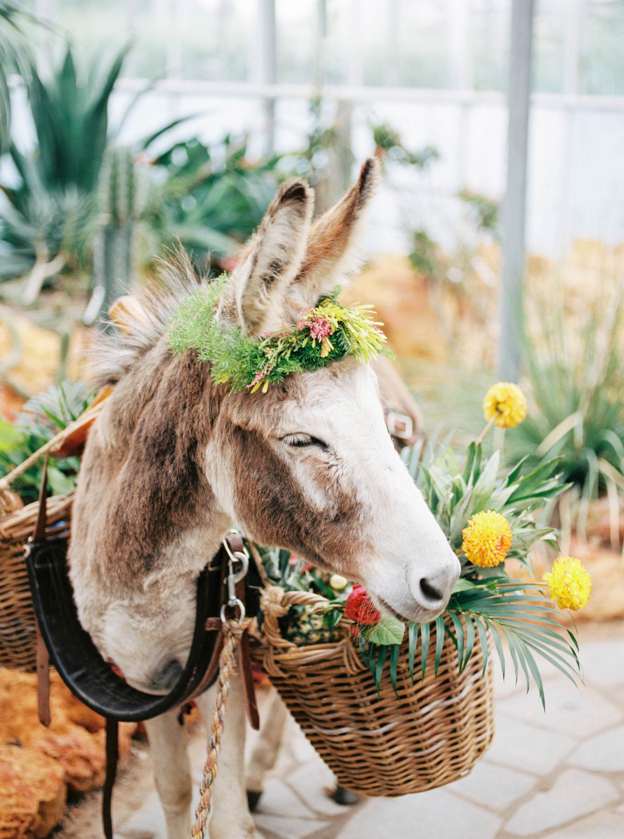 Wedding Photography the Netherlands - Mexico - Wedding donkey