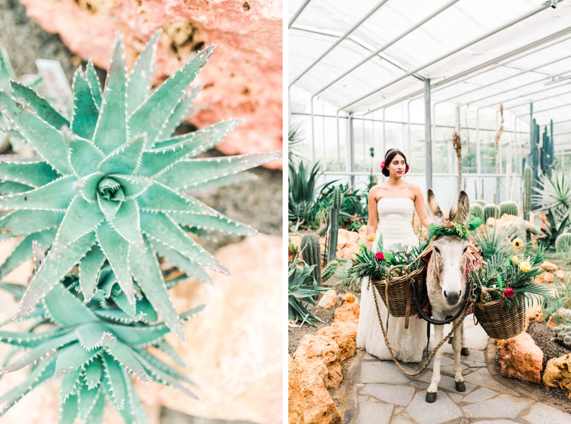 Fine art wedding photographer the Netherlands - Mexico - Wedding donkey