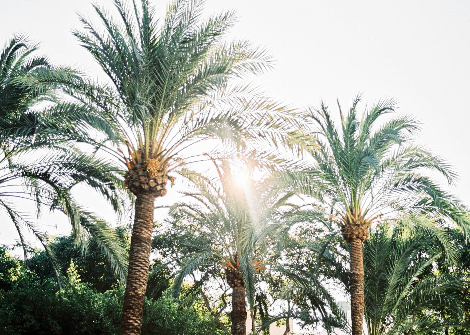 Palm Trees Ibiza | Fine Art Photography by Raisa Zwart