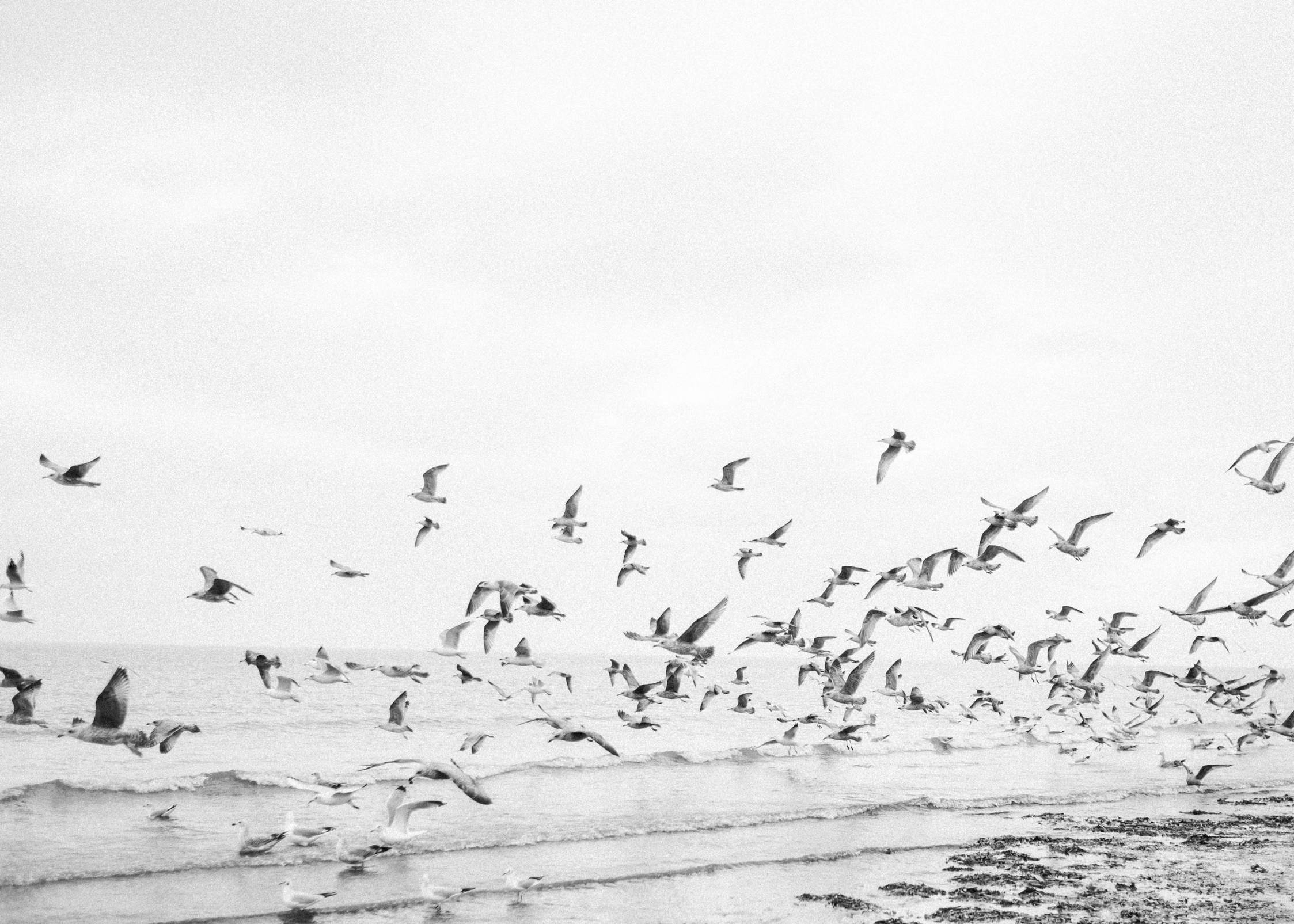 Fine art wedding photographer Editorial beach shoot - Seagulls at the ocean